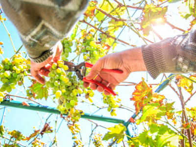 Harvesting: how does it work and why is it important? 